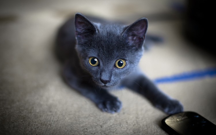 Голубая Персидская кошка с голубыми глазами