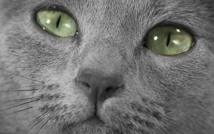 Серый голубоглазый кот