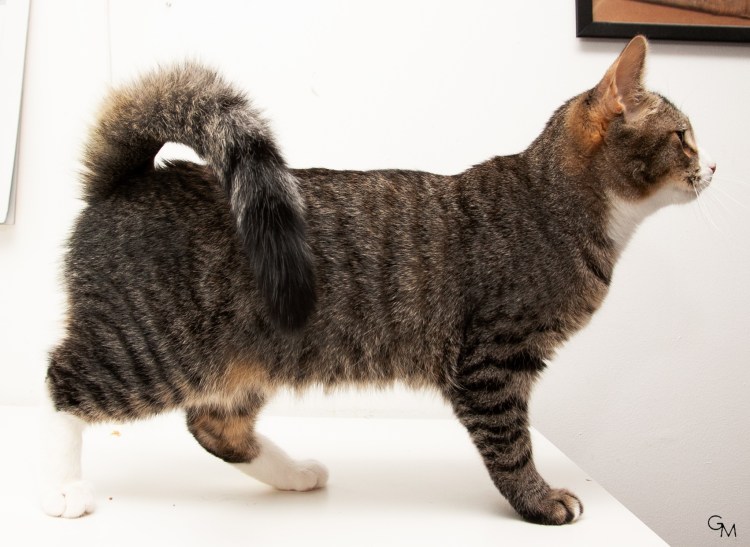 Американский рингтейл рыжий