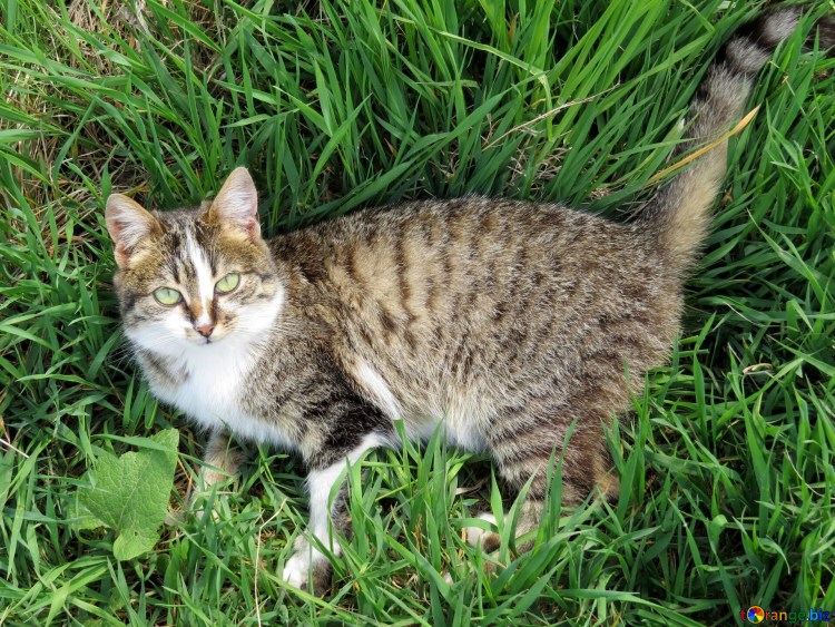 Рингтейл (кольцехвостая кошка)