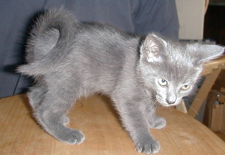 Порода рингтейл