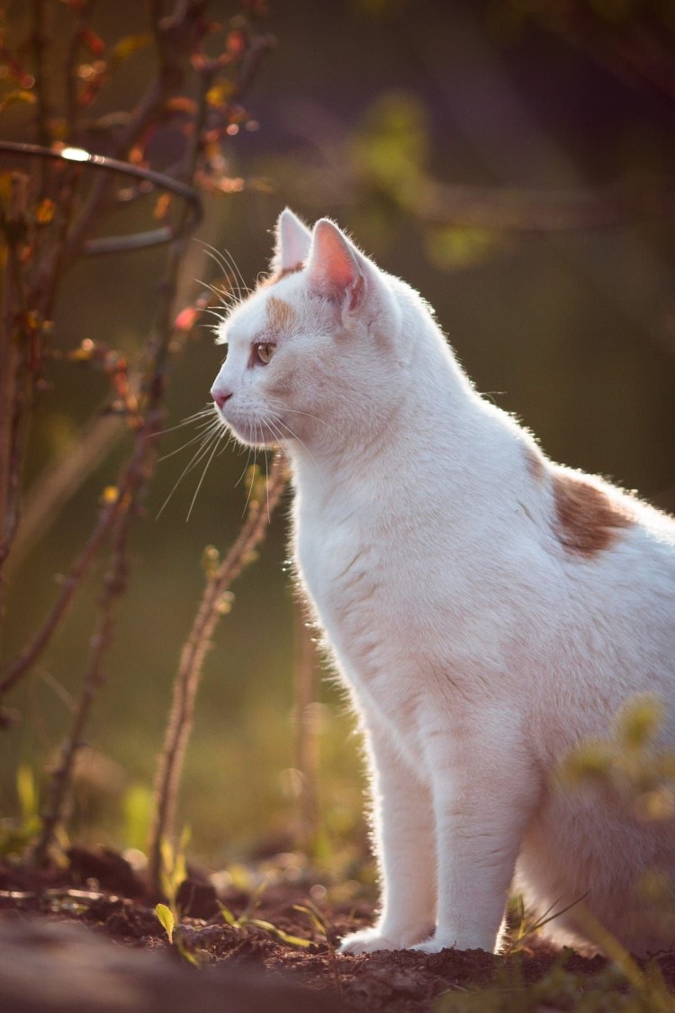 Белая кошка с пушистым хвостом