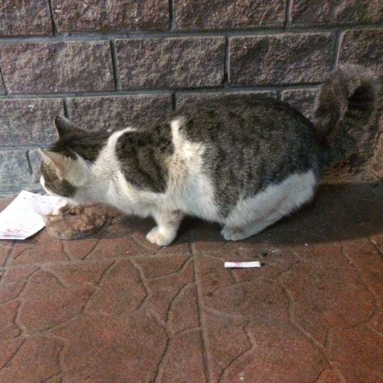 Британский бобтейл