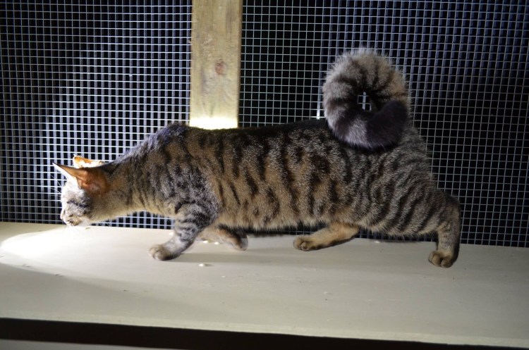 Кошка американский рингтейл