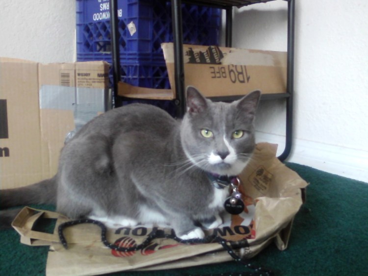 Кошка отрыгивает шерсть