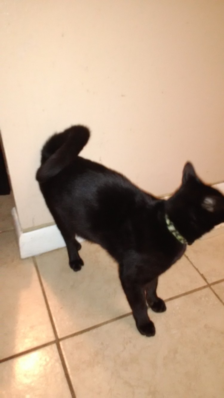 Хвост кошки