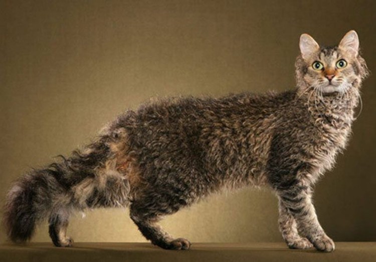 Кот американский рингтейл