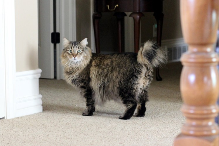 Сибирская порода кошек черная