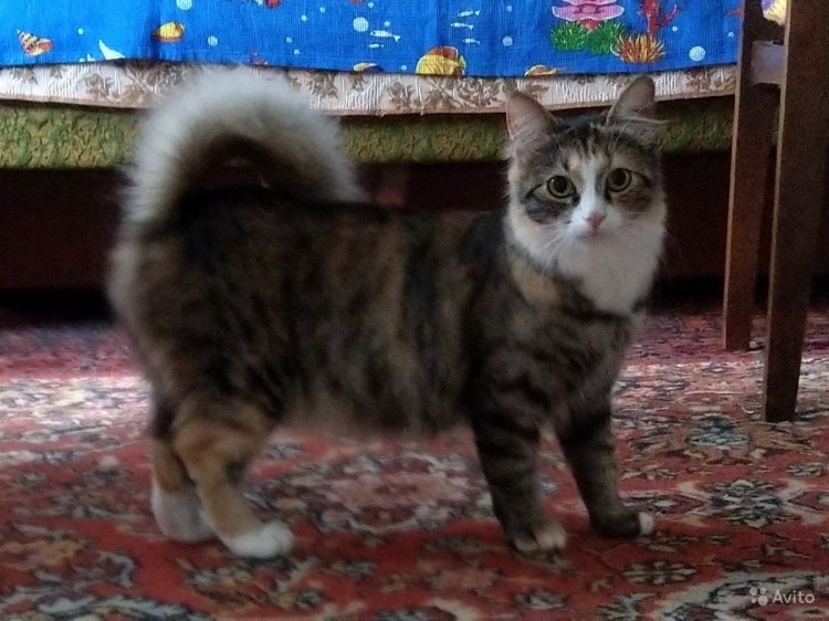 Порода кошек американский бобтейл