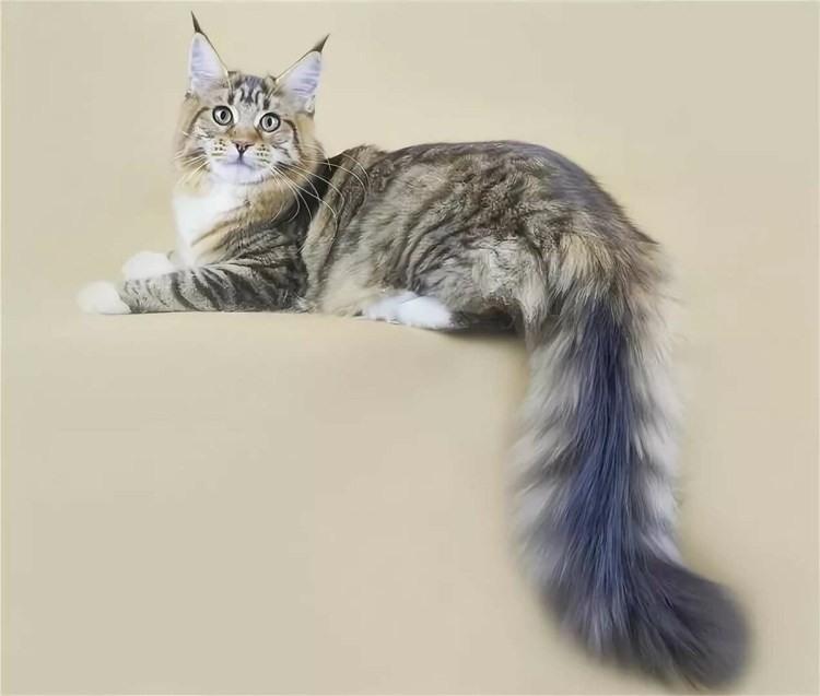 Курдюк у русских голубых кошек