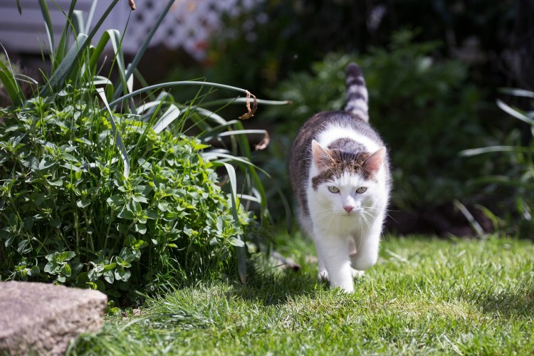 Шотландская шиншилла табби