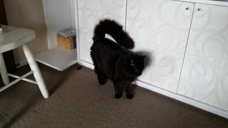 Бомбейская кошка пушистая