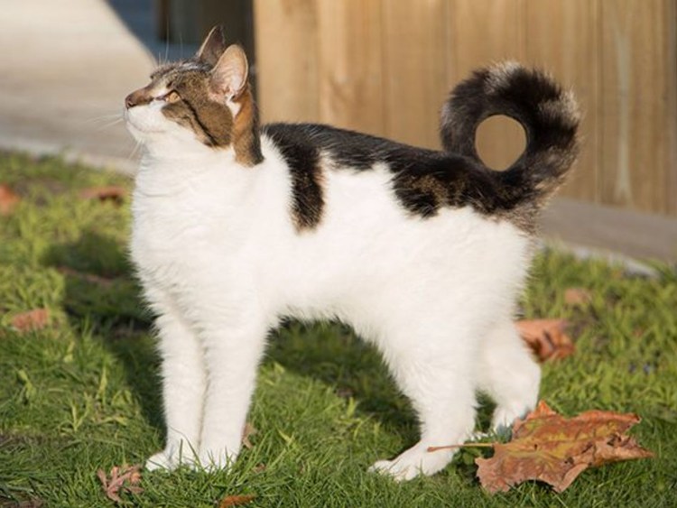 Американский рингтейл порода кошек