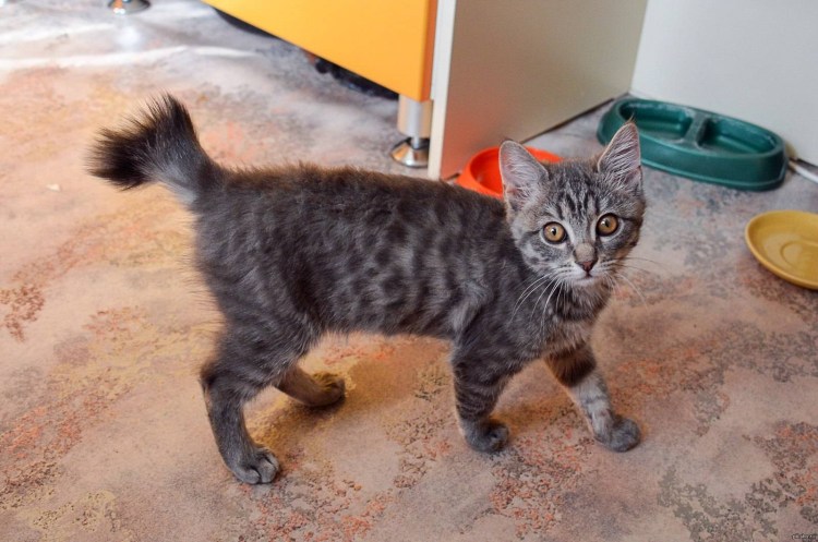 Кольцехвост кот