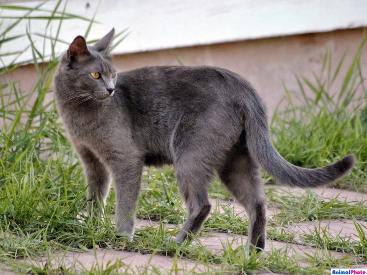 Сибирская дымчатая короткошерстная биколор