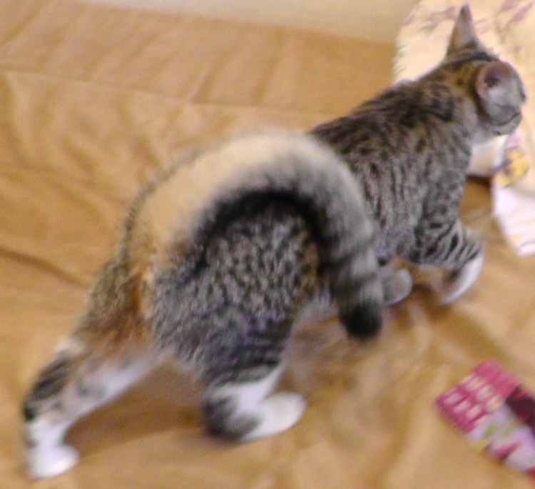 Американский рингтейл