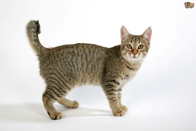 Американский ренгтгейла