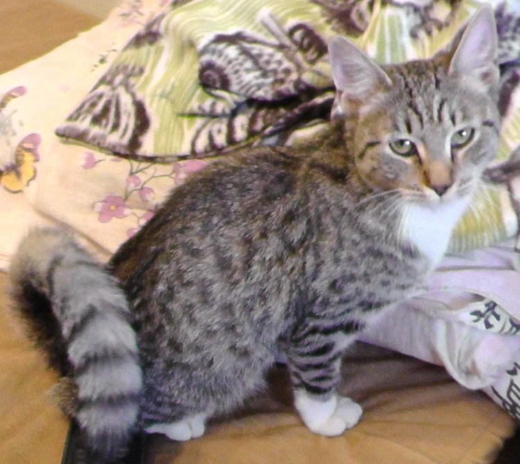 Азиатская табби кошка