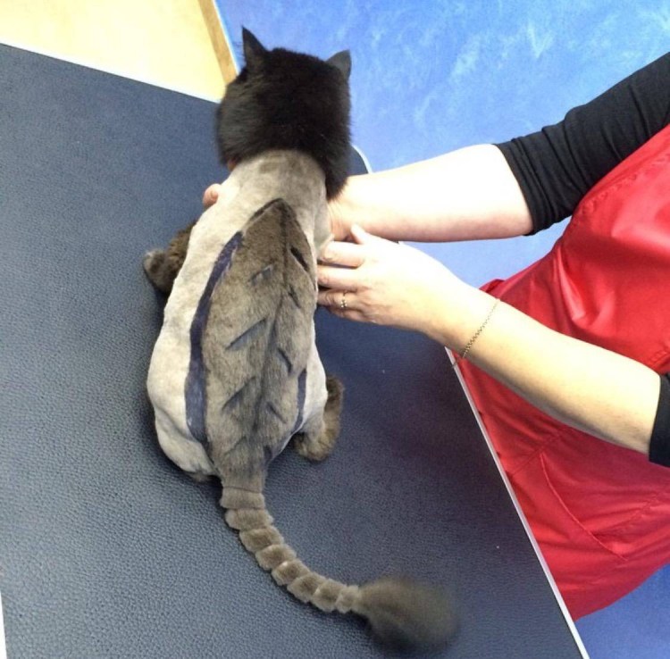 Стрижка кошек груминг