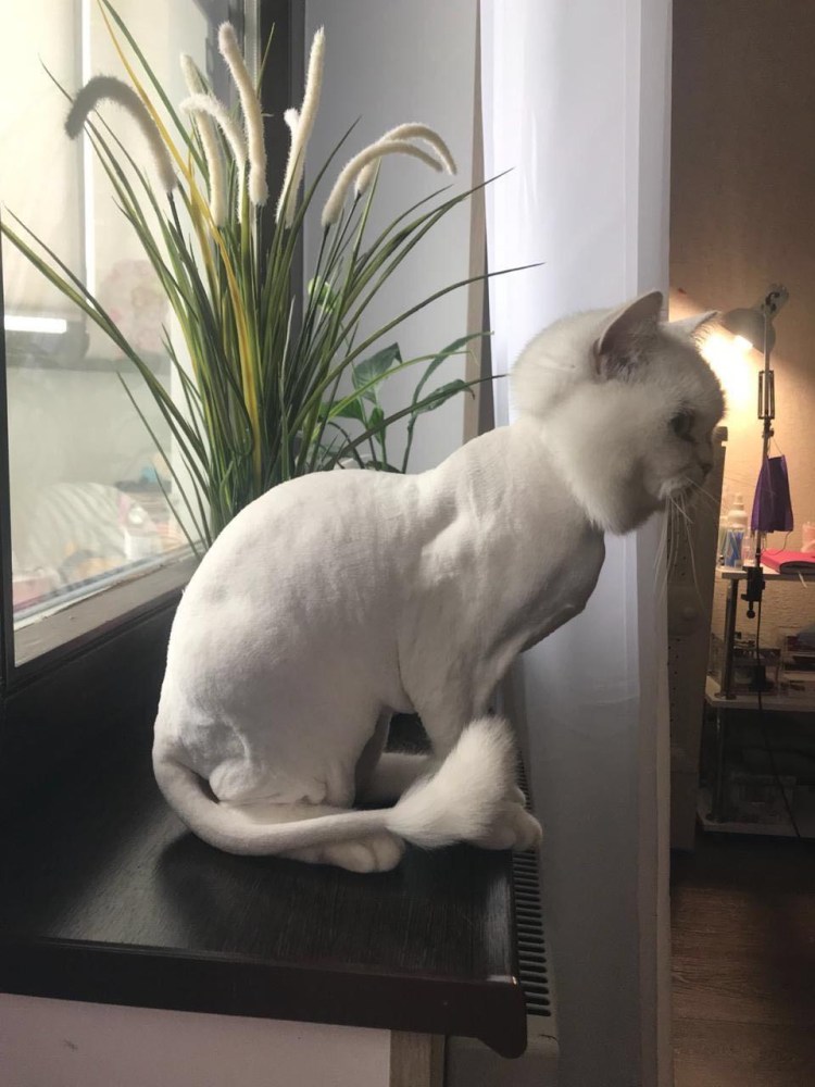 Стрижка котов