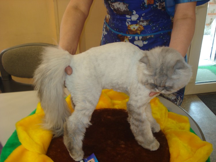 Ножницы для стрижки кошек