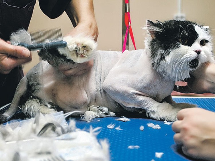 Машинка для стрижки кота