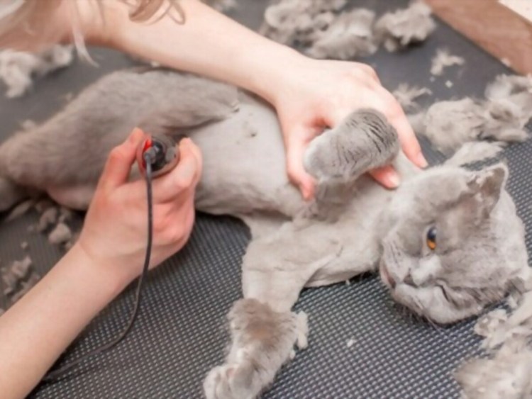 Машинка для стрижки кошек