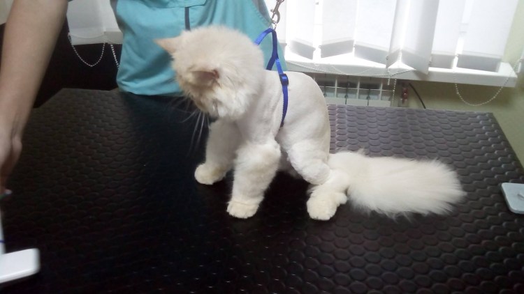 Груминг кошек