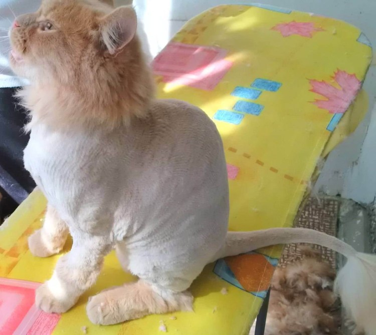Стрижка Лев для кошки