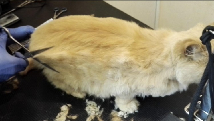 Стрижка кота ножницами