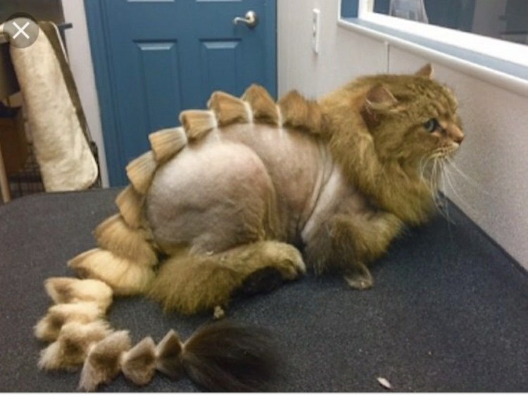Стрижка кота под дракона