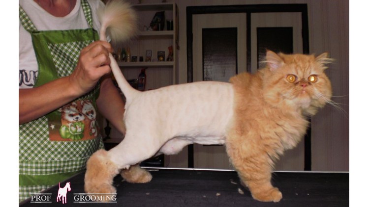 Кошка подстриженная под Льва