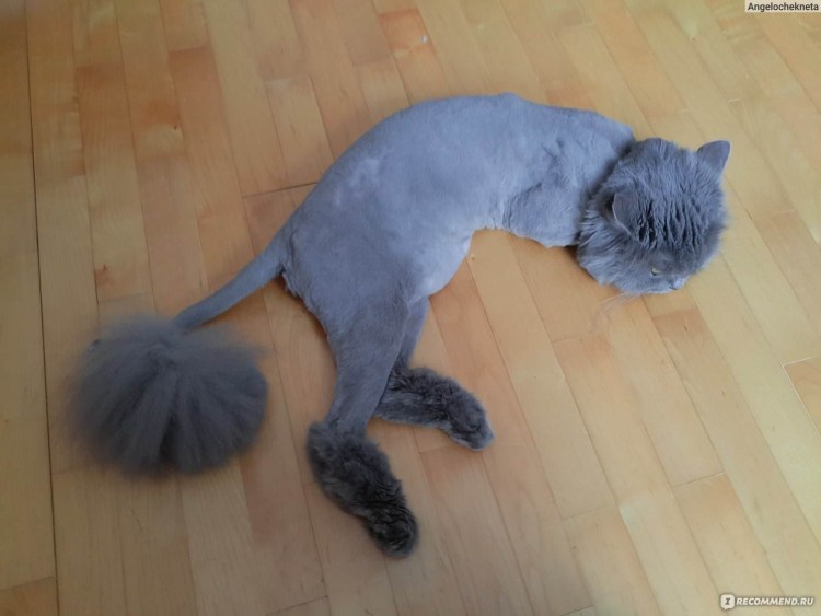 Машинка для стрижки кота