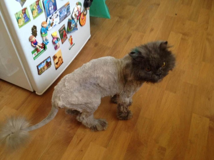 Машинка для стрижки котов