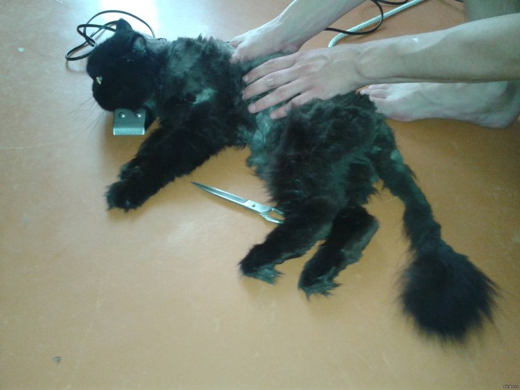 Машинка для стрижки котов