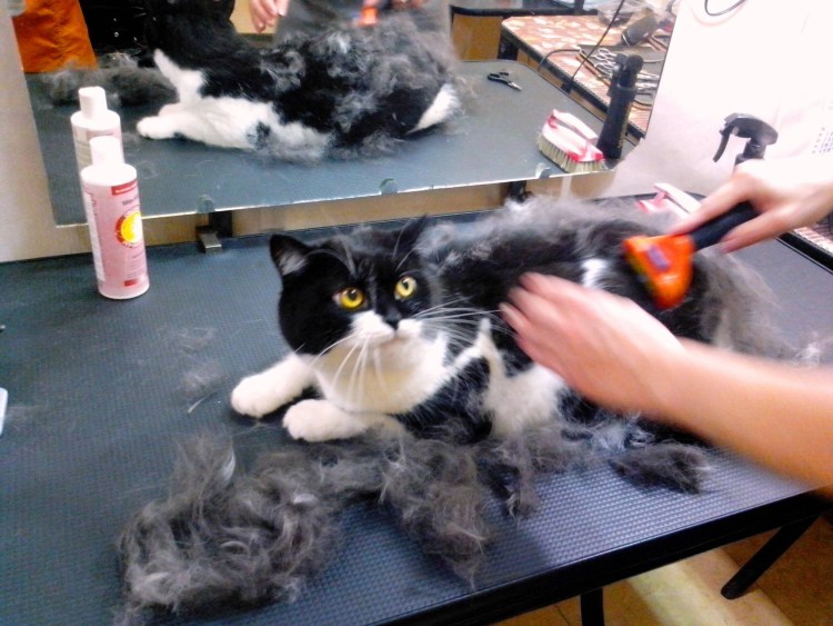 Стрижка кота ножницами