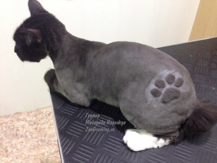 Стрижка кота под дракона