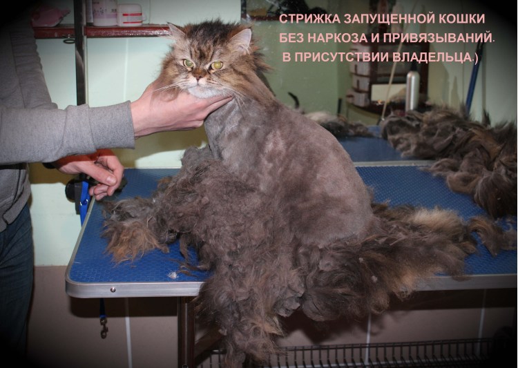 Санитарная стрижка кошек
