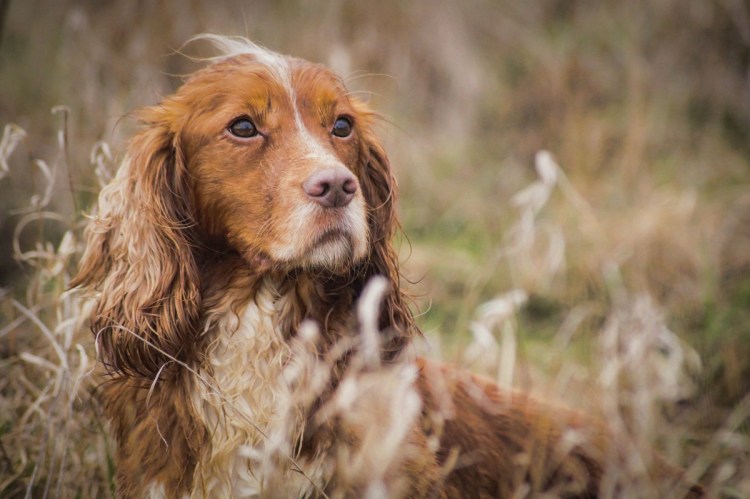 Спаниель собака
