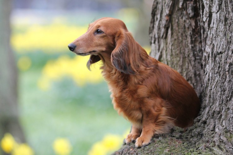 Охотничья порода рыжая с длинными ушами