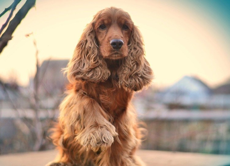 Английский кокер-спаниель