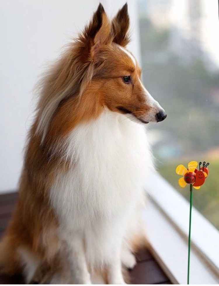 Рыжая собака с длинной шерстью