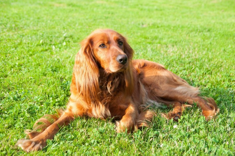 Английский кокер спаниель и Бигль