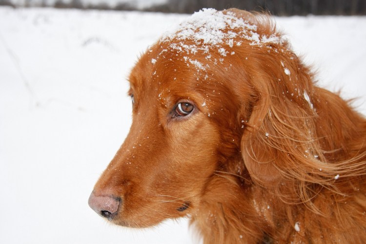 Ирландский сеттер рыжая,лохматая