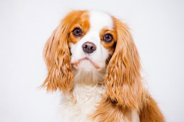 Кинг Чарльз спаниель