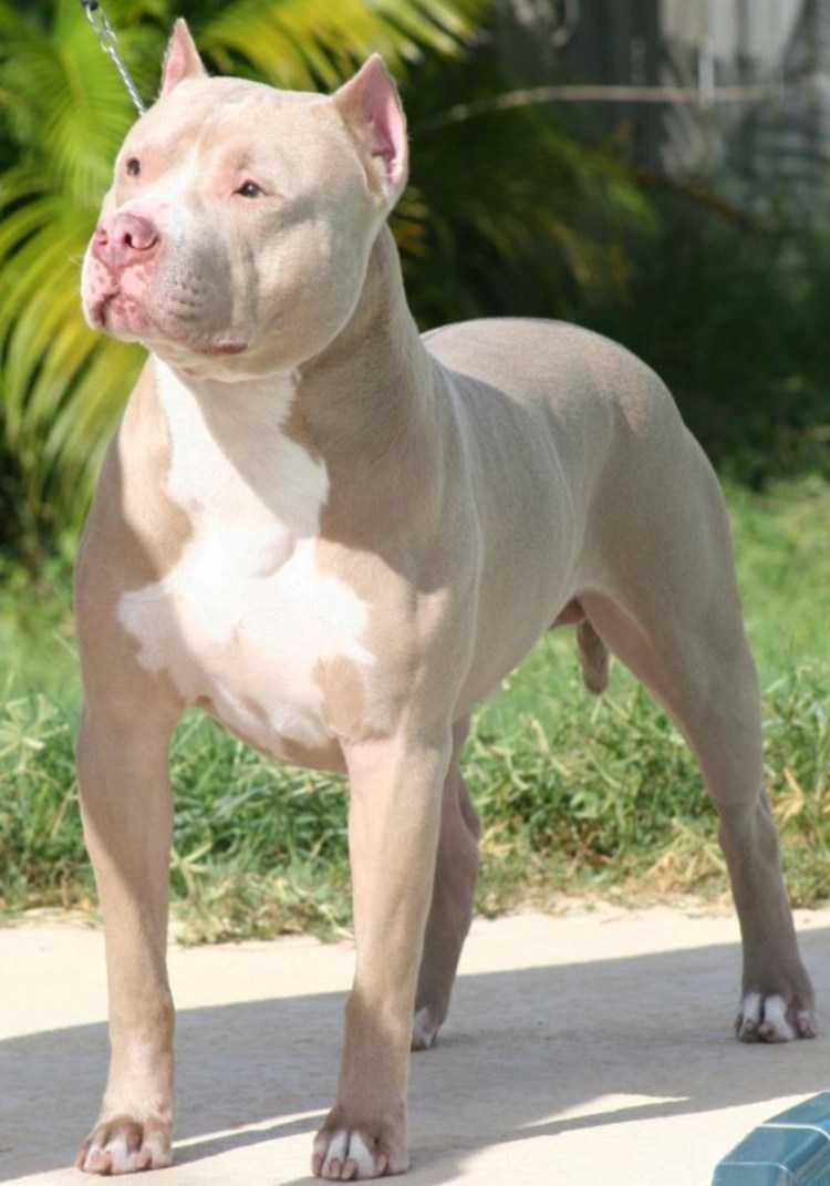 Американский питбультерьер
