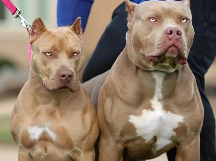 Бойцовские породы собак