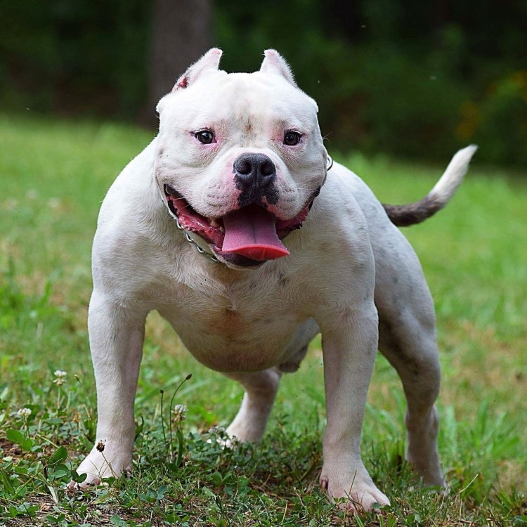 Американский стаффордширский терьер