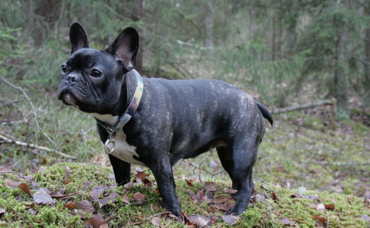 Бойцовский французский бульдог