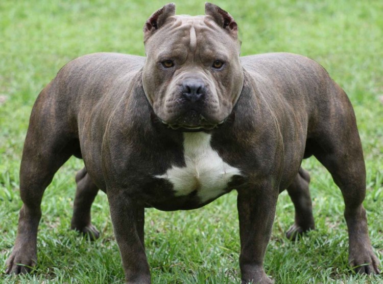 Бойцовский бультерьер